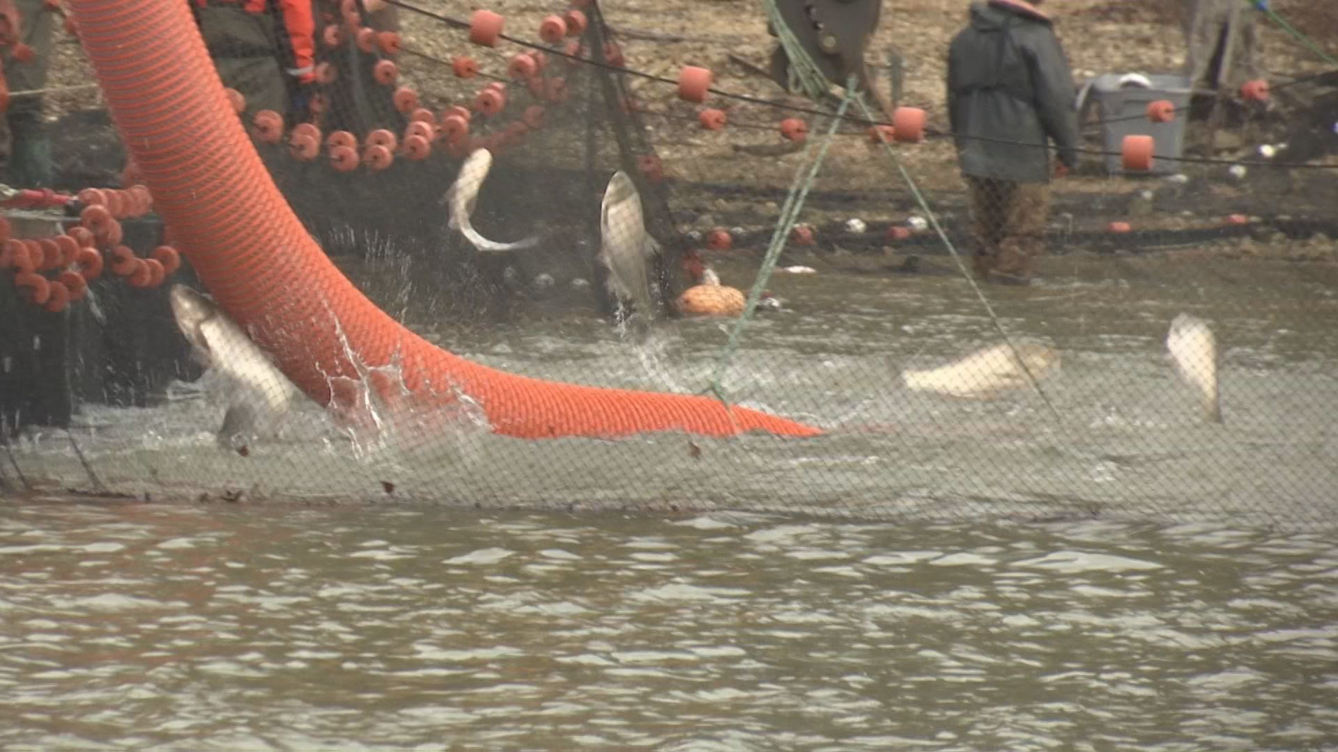 asian carp method 1.jpg